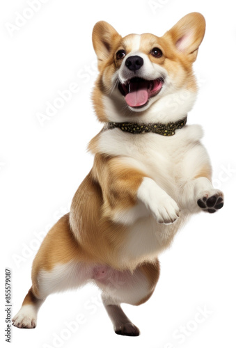 PNG Happy smiling dancing corgi mammal animal pet.