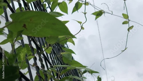 蔓
