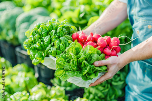 A person holds fresh lettuce and radishes, known as nutritious natural foods, in the picture
