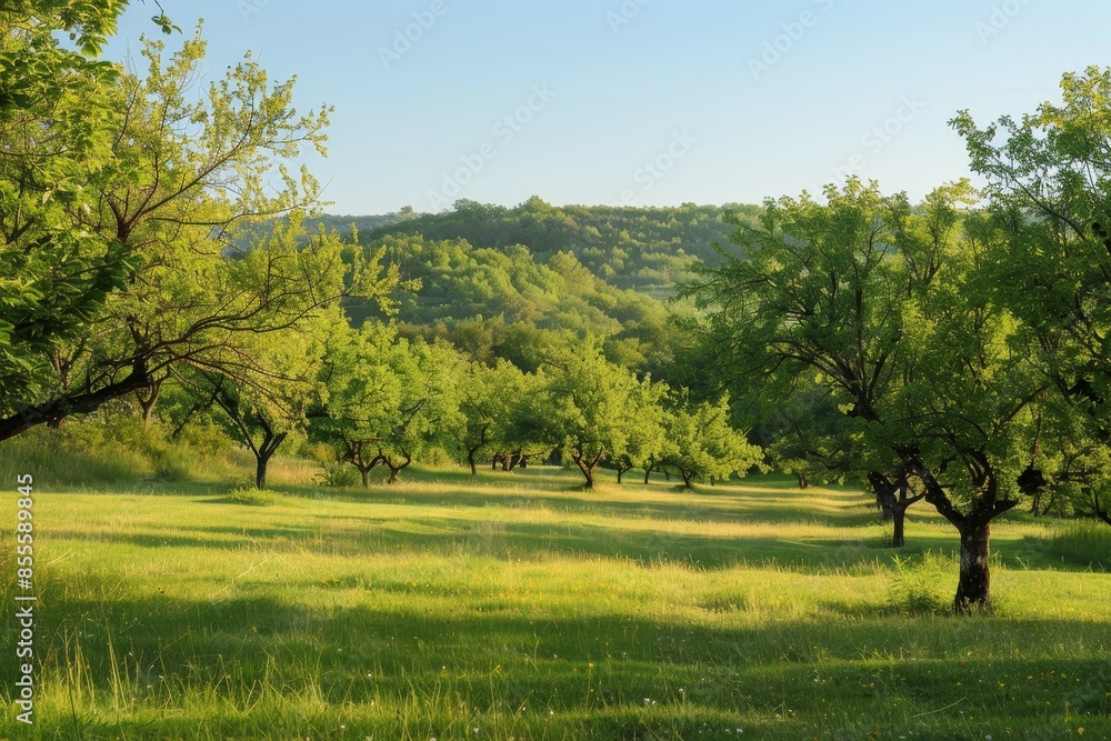A grassy field with trees and a hill in the background under a clear sky, A serene landscape with a walnut orchard in the background A grassy field with trees and a hill in the background under a clear sky, A serene landscape with a walnut orchard in the background