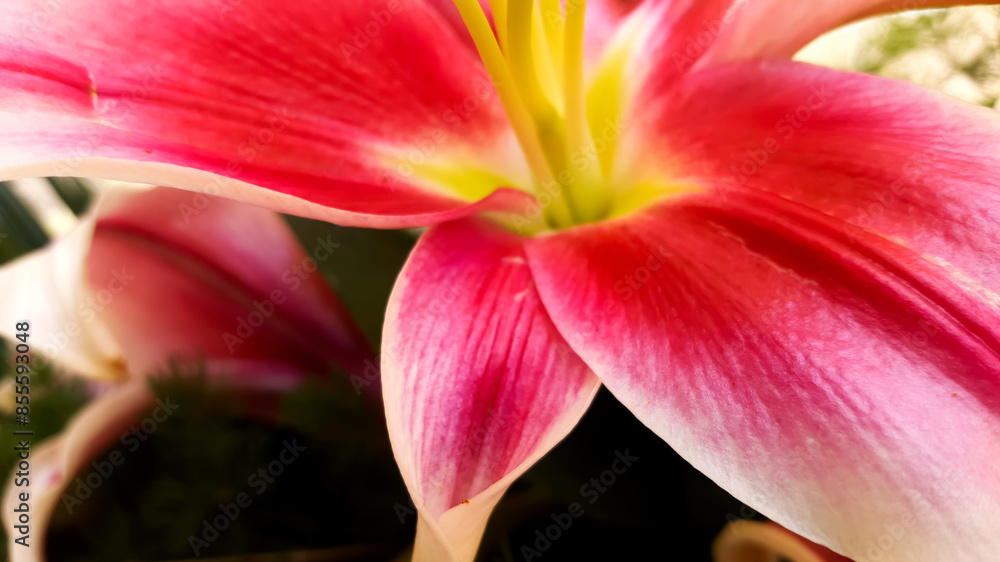 Close-Up View of a Vibrant Pink Lily Close-Up View of a Vibrant Pink Lily