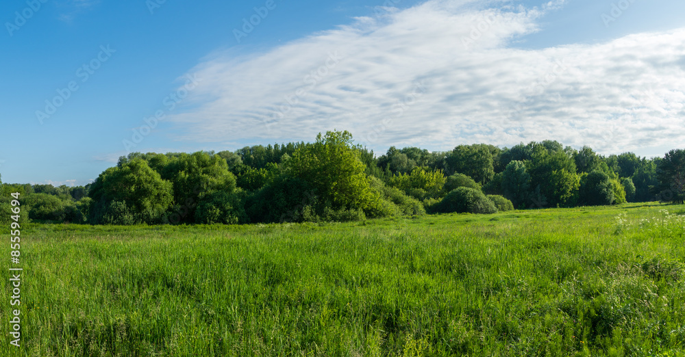Landscape with trees and sky. Large forest clearing in summer surrounded by mixed forest
Landscape with trees and sky. Large forest clearing in summer surrounded by mixed forest