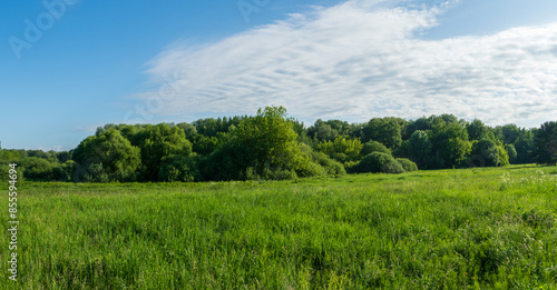 Landscape with trees and sky. Large forest clearing in summer surrounded by mixed forest	
