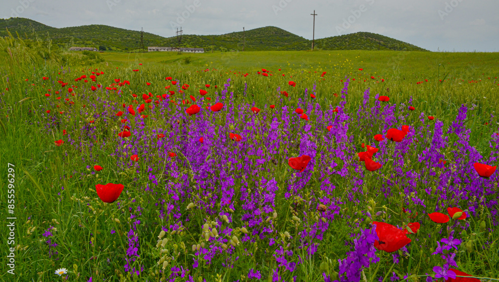 Obraz premium red poppies and purple eastern larkspur flowers on the meadow in Caucasus mountains (Kveshi, Georgia)
