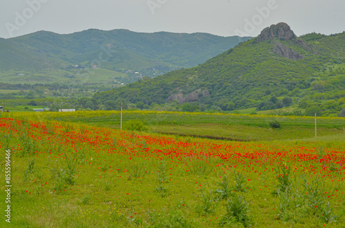 red poppy flower field in Caucasus mountains (Kveshi, Georgia) photo