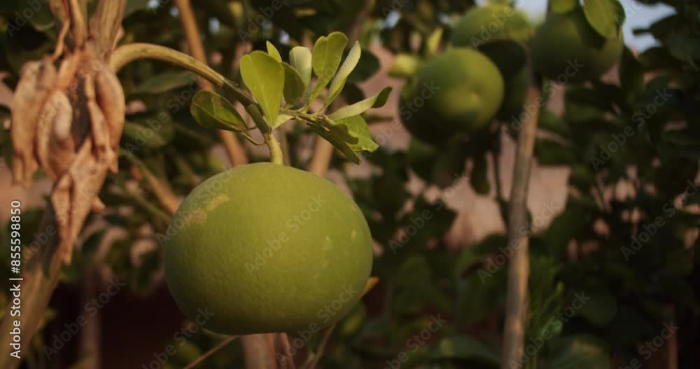 Pomelo fruit, Looking up at the sun through dense citrus trees with ripe fruit. Citrus pomelo fruit ripening on tree close up, green fruit. 4K Pomelo fruit, Looking up at the sun through dense citrus trees with ripe fruit. Citrus pomelo fruit ripening on tree close up, green fruit. 4K