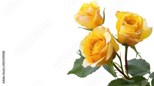 Fototapeta Naklejka Na Ścianę i Meble -  Isolated white background with yellow roses