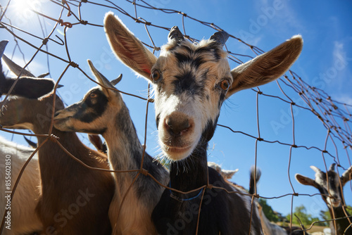 Billy Goat on Goat Farm in Maui, Hawaii photo