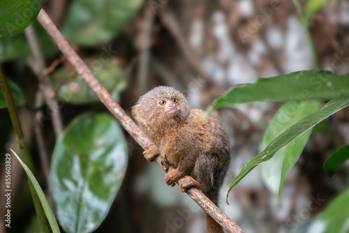 Photography Pygmy titi monkey Cebuella pygmaea