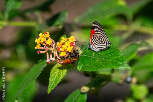 Beautiful colorful butterfly feeding on yellow and pink flower photo