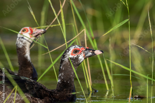 Beautiful view to muscovy ducks feeding on floating grass grains