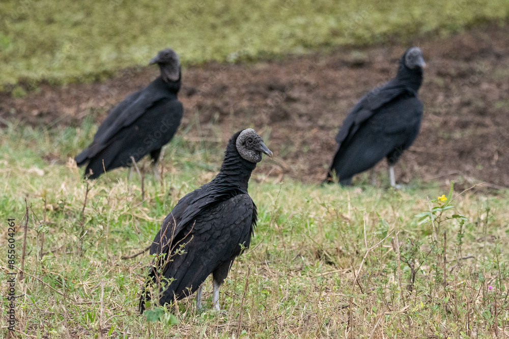 Black vultures on the ground in the Southern Pantanal Black vultures on the ground in the Southern Pantanal