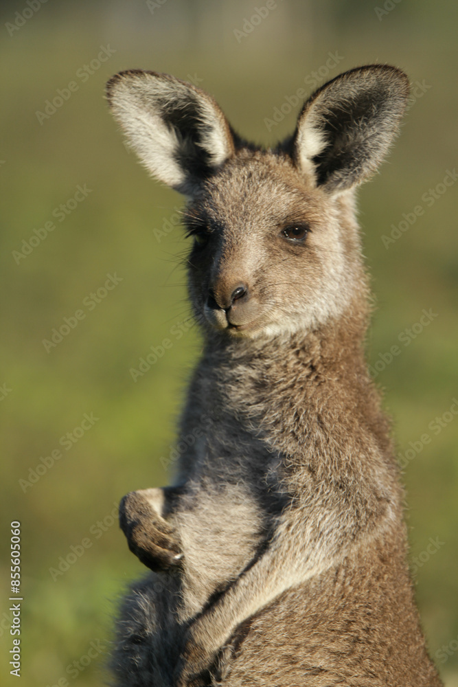 Fototapeta premium Portrait of a young kangaroo