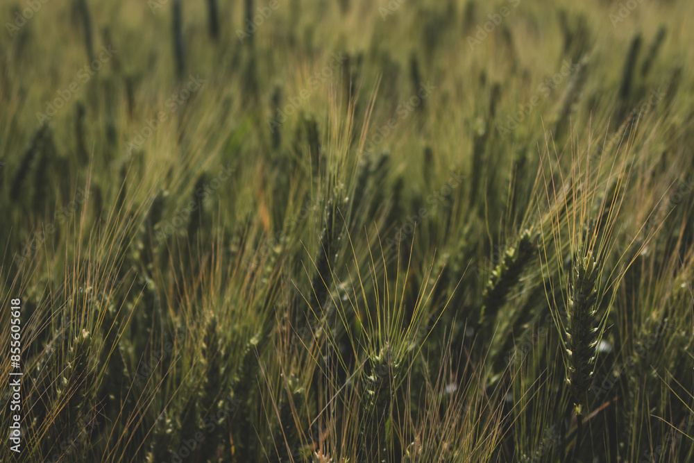 Green wheat field in the wind. Agriculture in Ukraine. Ears of wheat background. Summer harvest. Green rye field. Wheat field landscape. Green cereal plant. Beauty in nature. Green wheat field in the wind. Agriculture in Ukraine. Ears of wheat background. Summer harvest. Green rye field. Wheat field landscape. Green cereal plant. Beauty in nature.