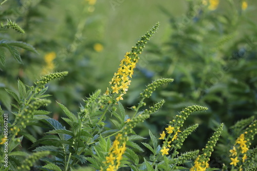 Photography Agrimonia eupatoria. Common agrimony yellow flowers.