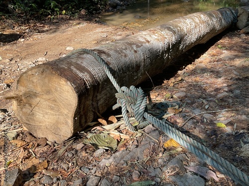 felling trees ,large tree was cut down and there was a rope tied and ready to be dragged concept of destroying forests, destroying the environment