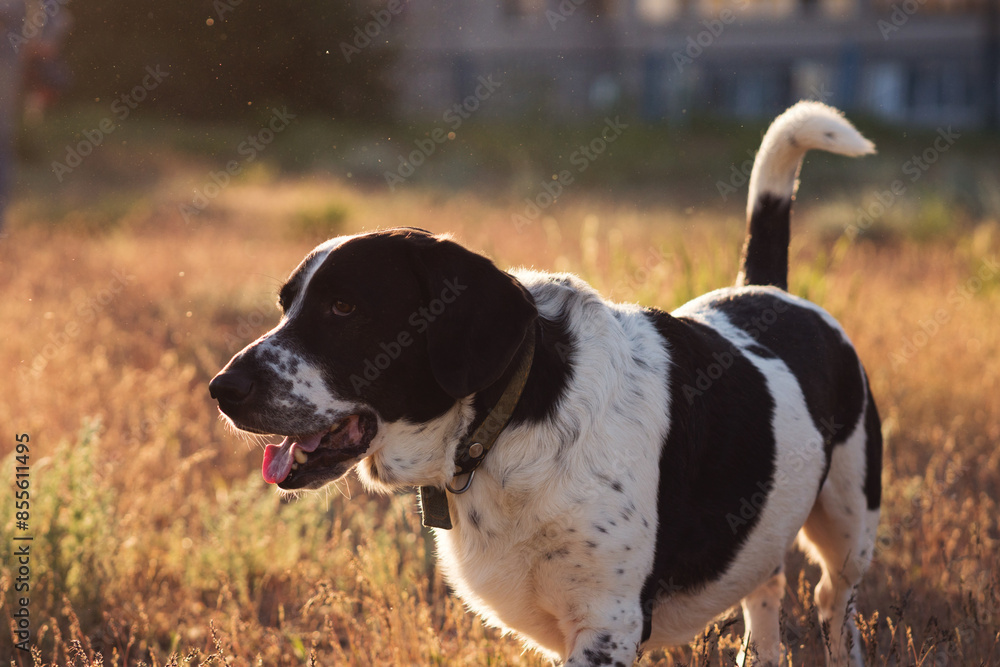 Dog with black and white coat enjoying a sunny field. Dog with black and white coat enjoying a sunny field.