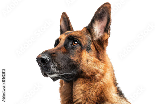 Close-up portrait of a German Shepherd dog with alert expression, isolated on a white background.