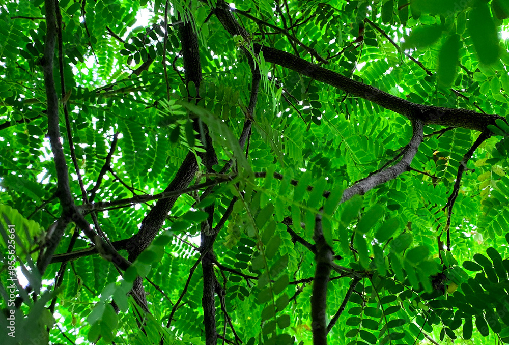 Obraz premium Beautiful leaves and yellow flowers of tamarind tree in the garden.