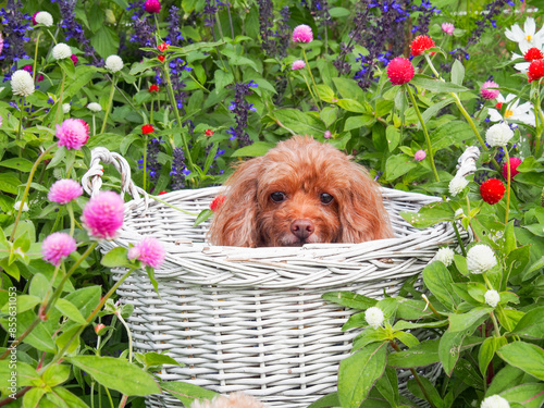 Fototapeta 花に囲まれたレッドのトイ・プードル