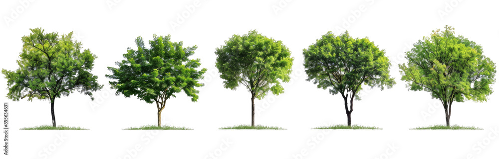 Set trees, tree colocation, png on a transparent background Set trees, tree colocation, png on a transparent background