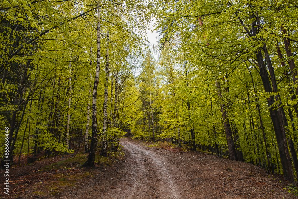 Fototapeta premium road in the forest
