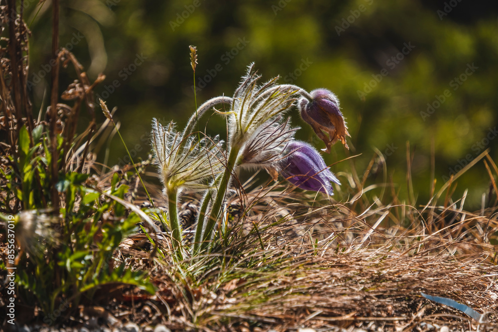 Obraz premium flower in the grass
