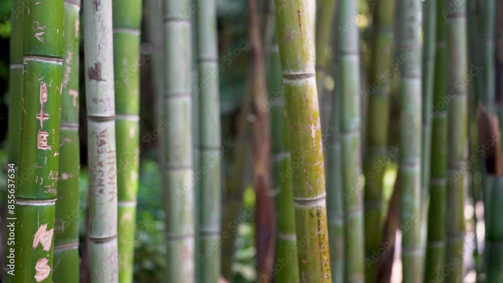 Bamboo garden with names and initials carved on it Bamboo garden with names and initials carved on it