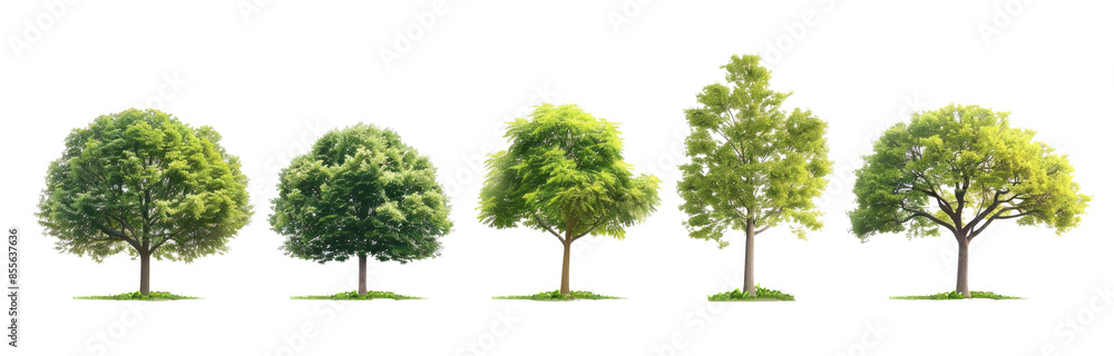 Set trees, tree colocation, png on a transparent background Set trees, tree colocation, png on a transparent background