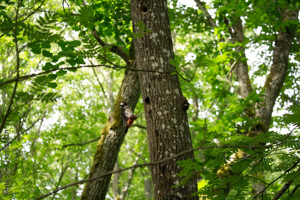 Spotted woodpecker on a tree near the nest. Spotted woodpecker on a tree near the nest.