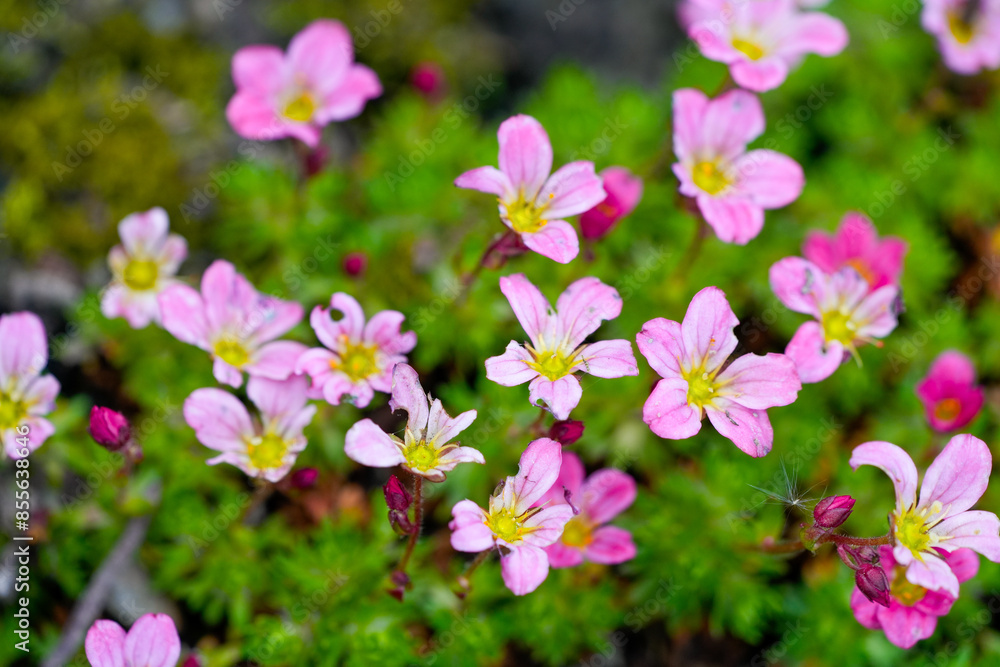 Pink saxifrage flowers. Flowering plant close-up. Saxifraga.
Pink saxifrage flowers. Flowering plant close-up. Saxifraga.
