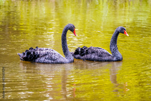 Mourning swan on the water. Bird in natural environment. Cygnus atratus. Black swan.  © Elly Miller