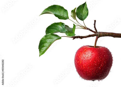 One apple in closeup on a white background