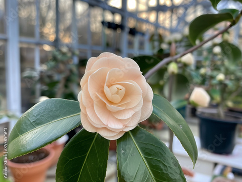Aristocratic Camellia in Late Winter with a Cream Blossom in a Noble Botanical Scene
