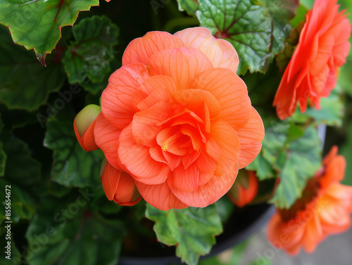 Monarchic Begonia in High Summer with an Orange-Red Bloom in a Royal Garden