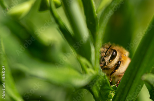 honey bee peeks out from behind a stem of grass photo