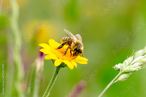 a bee on a bright yellow flower collects nectar, sunny day photo