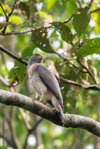 Sparrowhawk perched on a branch in the Mazonian jungle photo