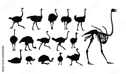 The set of silhouettes of ostriches.
