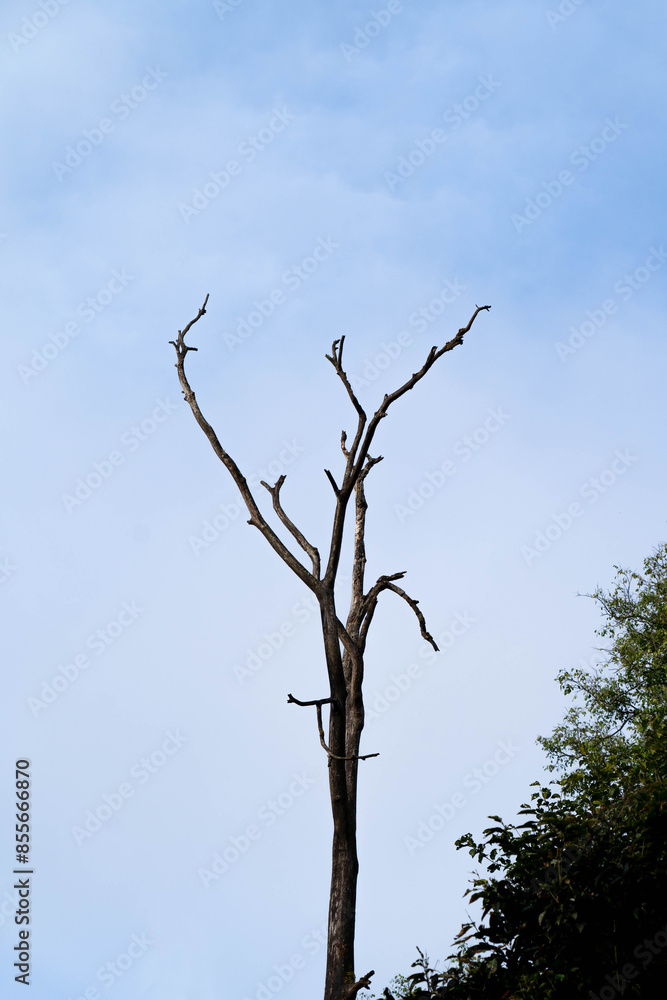 dead tree against blue sky dead tree against blue sky