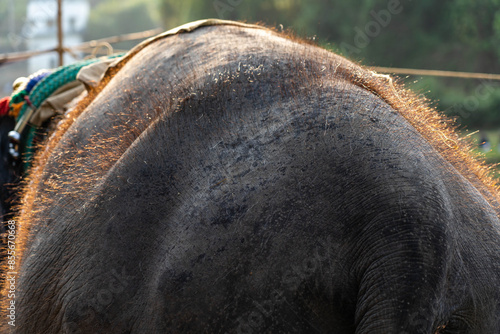 Elephant Kerala Festival