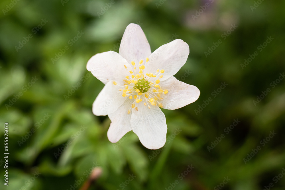 A Delicate White Wood Anemone Flower in Springtime
