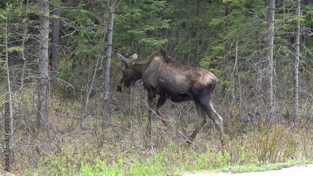 Female Moose Cow Follows Her Calves Into A Forested Area. Female Moose Cow Follows Her Calves Into A Forested Area.