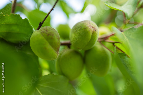 Wallpaper Mural Green apricot that grows on a tree. The fruits ripen in the summer. Apricot branch with unripe apricot Torontodigital.ca