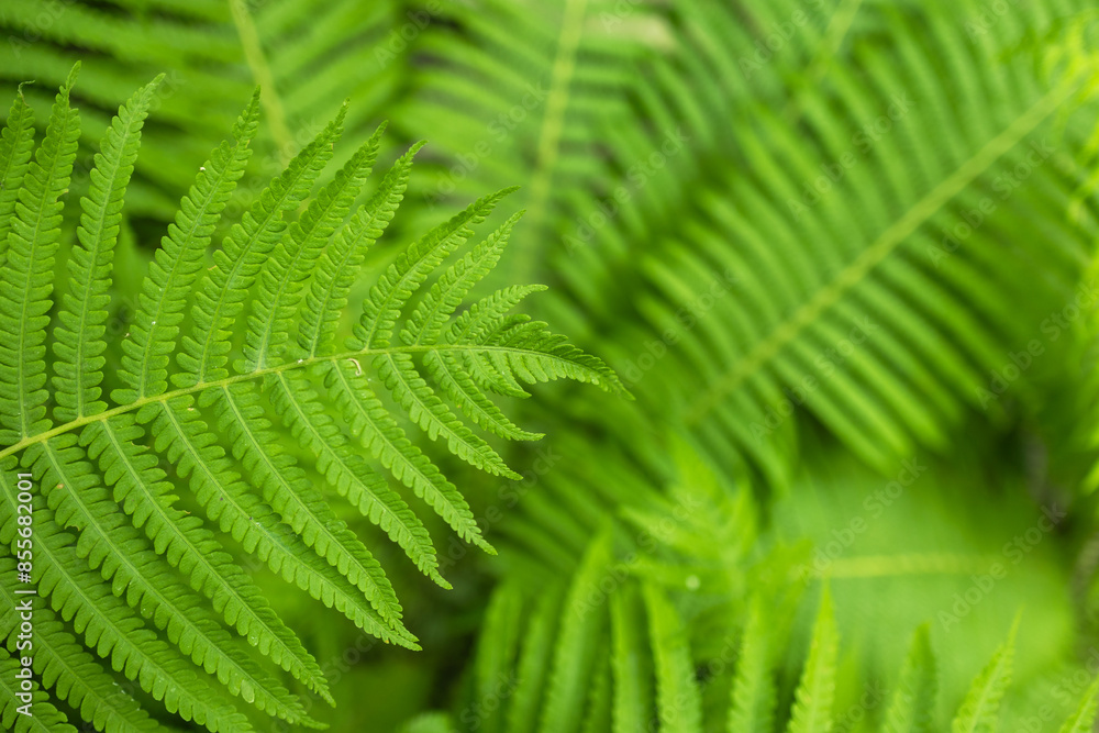 Beautiful fern leaf texture in nature. Natural ferns blurred background. Fern leaves. Fern plants in forest. Beautiful fern leaf texture in nature. Natural ferns blurred background. Fern leaves. Fern plants in forest.