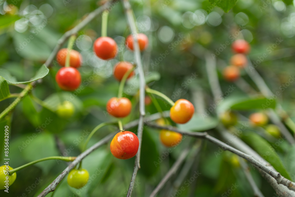 Unripe green cherries ripen on the tree in spring, shallow depth of field, green leafs background Unripe green cherries ripen on the tree in spring, shallow depth of field, green leafs background