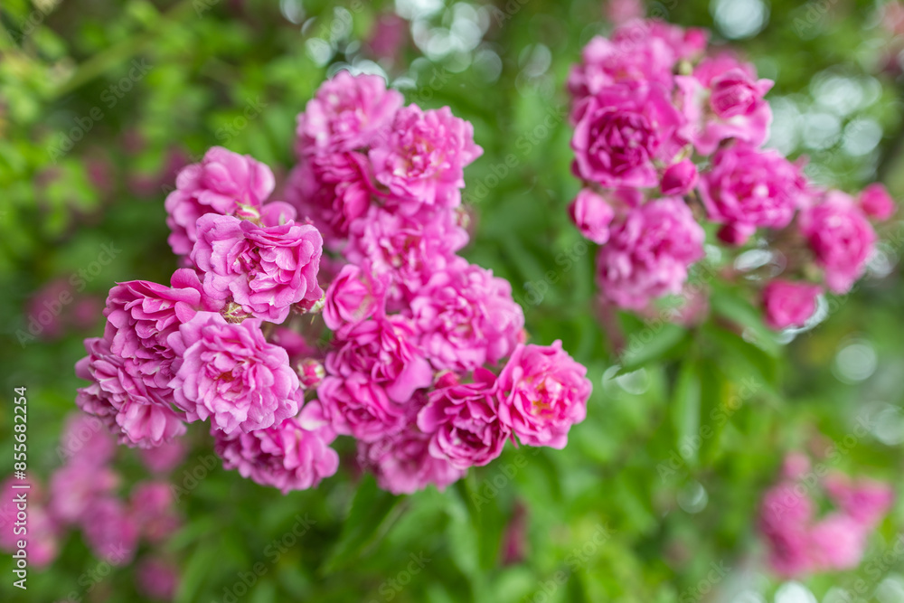 Pink roses. Beautiful fresh flowers. Small roses bouquet. Flowers background. Pink roses. Beautiful fresh flowers. Small roses bouquet. Flowers background.
