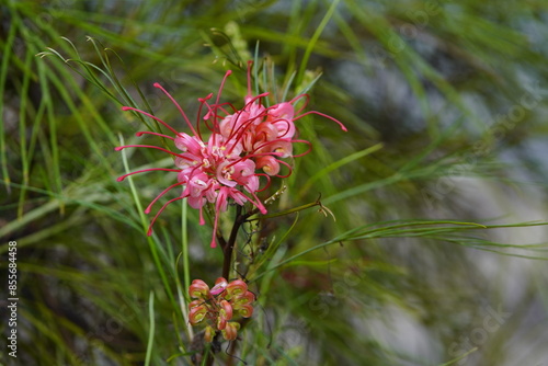 Grevillea juniperina, Proteaceae family. Hanover, Germany. photo