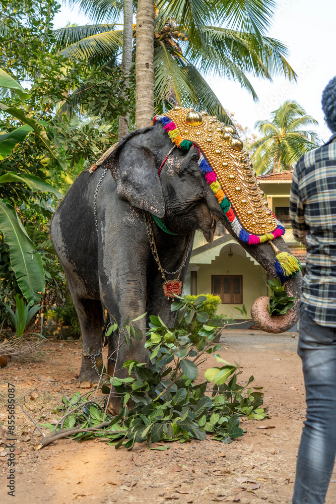 Fototapeta premium Elephant Kerala Festival