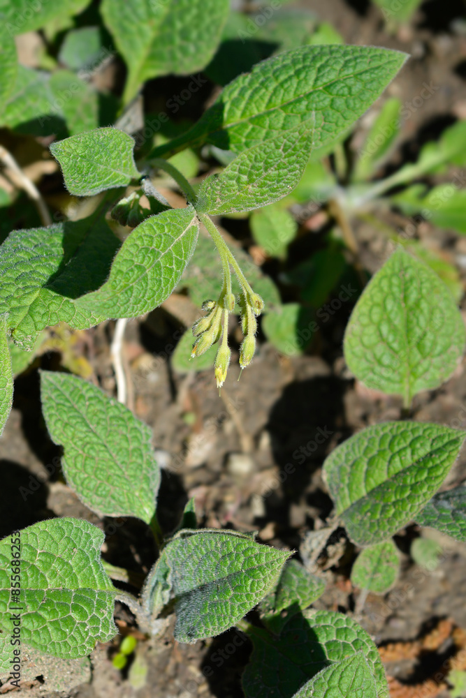 Tuberous comfrey flowers Tuberous comfrey flowers